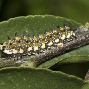 Papilio anactus at Higgins, ACT - 13 Feb 2019