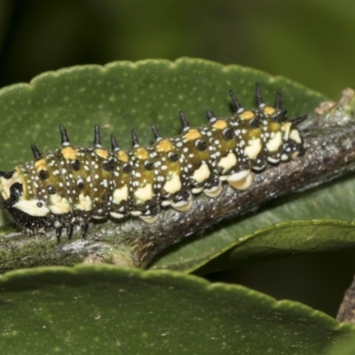 Papilio anactus (Dainty Swallowtail) at Higgins, ACT - 12 Feb 2019 by AlisonMilton