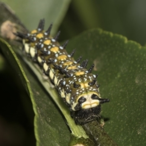 Papilio anactus at Higgins, ACT - 13 Feb 2019