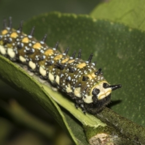 Papilio anactus at Higgins, ACT - 13 Feb 2019