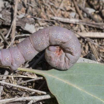 Geometridae (family) IMMATURE at Hawker, ACT - 13 Feb 2019 by AlisonMilton