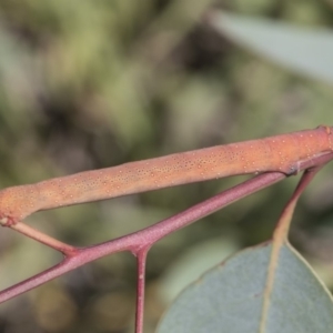 Geometridae (family) IMMATURE at Hawker, ACT - 13 Feb 2019 02:01 PM