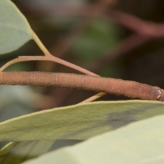 Geometridae (family) IMMATURE (Unidentified IMMATURE Geometer moths) at Hawker, ACT - 13 Feb 2019 by AlisonMilton