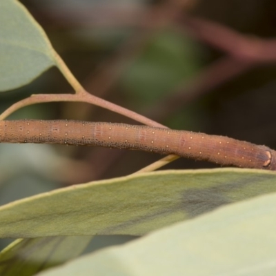 Geometridae (family) IMMATURE (Unidentified IMMATURE Geometer moths) at Hawker, ACT - 13 Feb 2019 by AlisonMilton