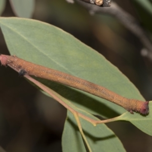 Geometridae (family) IMMATURE at Hawker, ACT - 13 Feb 2019