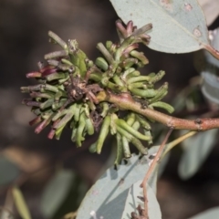 Terobiella sp. (genus) (A gall forming wasp) at Dunlop, ACT - 13 Feb 2019 by AlisonMilton