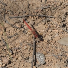 Diplacodes haematodes (Scarlet Percher) at Dunlop, ACT - 13 Feb 2019 by AlisonMilton