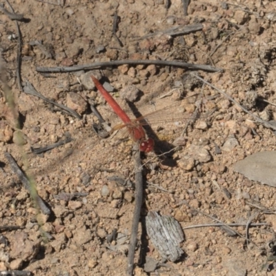 Diplacodes haematodes (Scarlet Percher) at Dunlop, ACT - 13 Feb 2019 by Alison Milton