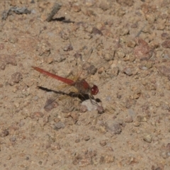 Diplacodes haematodes at Dunlop, ACT - 13 Feb 2019 02:21 PM