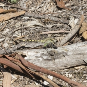 Orthetrum caledonicum at Dunlop, ACT - 13 Feb 2019 02:42 PM