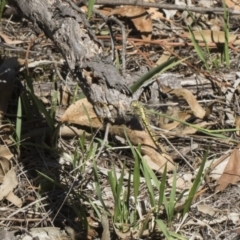 Orthetrum caledonicum at Dunlop, ACT - 13 Feb 2019