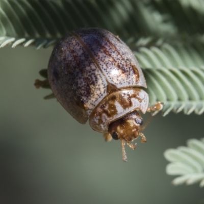 Paropsisterna m-fuscum (Eucalyptus Leaf Beetle) at The Pinnacle - 13 Feb 2019 by AlisonMilton