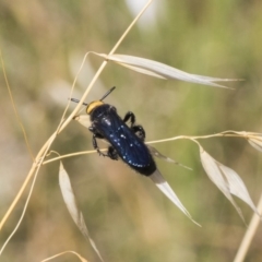 Scolia (Discolia) verticalis (Yellow-headed hairy flower wasp) at Dunlop, ACT - 13 Feb 2019 by AlisonMilton