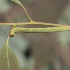 Boarmiini (tribe) (Unidentified Looper moth (Ennominae)) at Dunlop, ACT - 13 Feb 2019 by AlisonMilton