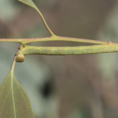 Boarmiini (tribe) (Unidentified Looper moth (Ennominae)) at Dunlop, ACT - 13 Feb 2019 by AlisonMilton