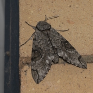 Psilogramma casuarinae at Higgins, ACT - 13 Feb 2019 08:06 PM