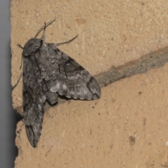 Psilogramma casuarinae at Higgins, ACT - 13 Feb 2019 08:06 PM