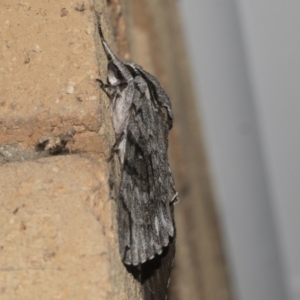 Psilogramma casuarinae at Higgins, ACT - 13 Feb 2019