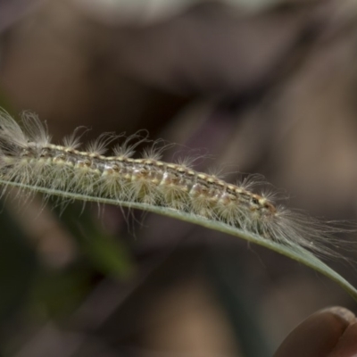 Uraba lugens (Gumleaf Skeletonizer) at Dunlop, ACT - 13 Feb 2019 by Alison Milton