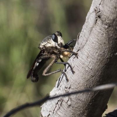 Blepharotes sp. (genus) (A robber fly) at Dunlop, ACT - 13 Feb 2019 by AlisonMilton