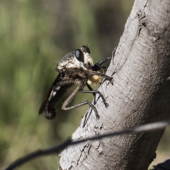 Blepharotes sp. (genus) (A robber fly) at Dunlop, ACT - 13 Feb 2019 by Alison Milton
