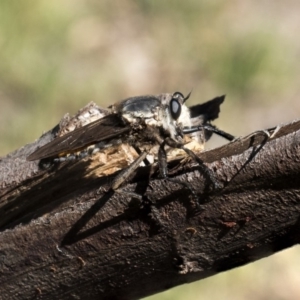 Blepharotes sp. (genus) at Dunlop, ACT - 13 Feb 2019