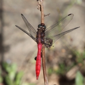 Orthetrum villosovittatum at Uriarra Village, ACT - 2 Feb 2019