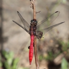 Orthetrum villosovittatum (Fiery Skimmer) at Lower Cotter Catchment - 2 Feb 2019 by HarveyPerkins