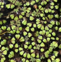 Ricciocarpos natans (Floating Liverwort) at Jerrabomberra Wetlands - 13 Feb 2019 by RWPurdie