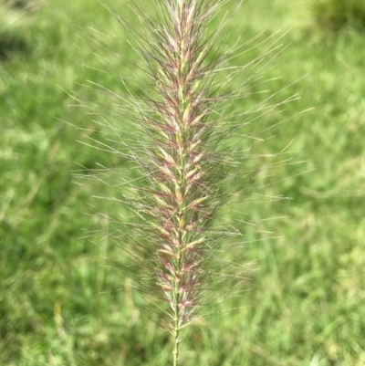 Cenchrus purpurascens (Swamp Foxtail) at Jerrabomberra Wetlands - 13 Feb 2019 by RWPurdie