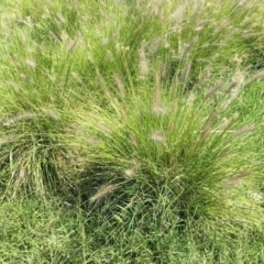 Cenchrus purpurascens at Campbell, ACT - 14 Feb 2019 12:00 AM