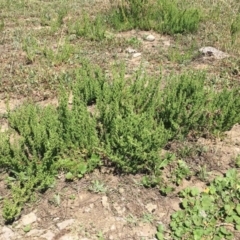 Dysphania multifida (Scented Goosefoot) at Campbell, ACT - 14 Feb 2019 by RWPurdie