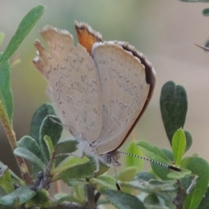 Paralucia pyrodiscus at Conder, ACT - suppressed