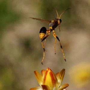 Sceliphron laetum at Acton, ACT - 13 Feb 2019