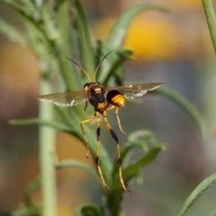 Sceliphron laetum at Acton, ACT - 13 Feb 2019