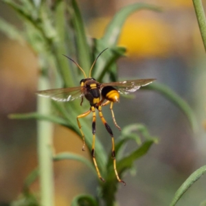 Sceliphron laetum at Acton, ACT - 13 Feb 2019