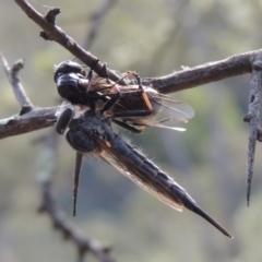 Cerdistus sp. (genus) (Yellow Slender Robber Fly) at Conder, ACT - 12 Jan 2019 by michaelb