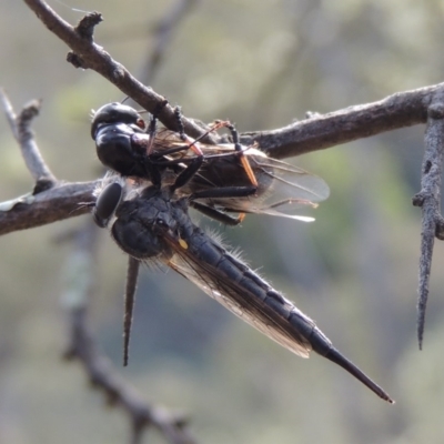 Cerdistus sp. (genus) (Slender Robber Fly) at Conder, ACT - 12 Jan 2019 by MichaelBedingfield