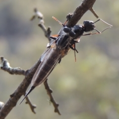 Cerdistus sp. (genus) at Conder, ACT - 12 Jan 2019