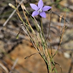 Wahlenbergia sp. (Bluebell) at Paddys River, ACT - 13 Feb 2019 by davobj