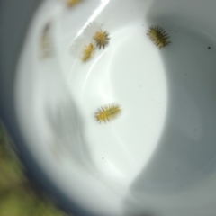 Unidentified Insect at Malua Bay, NSW - 14 Feb 2019 by nickhopkins