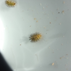 Epilachna sumbana at Malua Bay, NSW - 15 Feb 2019 08:03 AM