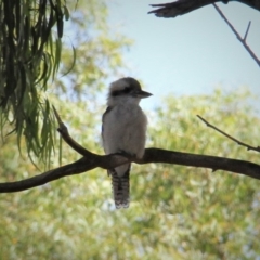 Dacelo novaeguineae (Laughing Kookaburra) at Paddys River, ACT - 15 Feb 2019 by davobj