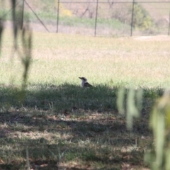 Dacelo novaeguineae at Paddys River, ACT - 15 Feb 2019 11:49 AM