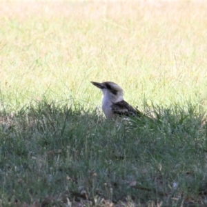 Dacelo novaeguineae at Paddys River, ACT - 15 Feb 2019