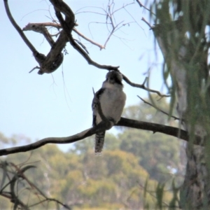 Dacelo novaeguineae at Paddys River, ACT - 15 Feb 2019