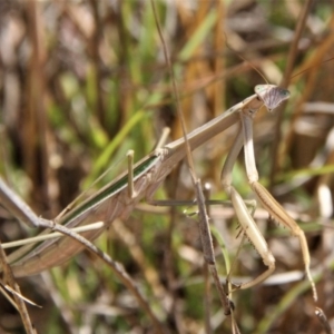 Tenodera australasiae at Paddys River, ACT - 15 Feb 2019