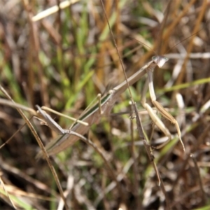 Tenodera australasiae at Paddys River, ACT - 15 Feb 2019