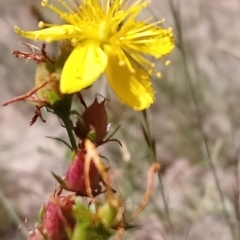 Hypericum perforatum (St John's Wort) at Torrens, ACT - 16 Feb 2019 by RosemaryRoth