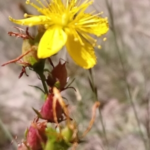 Hypericum perforatum at Torrens, ACT - 16 Feb 2019 10:01 AM